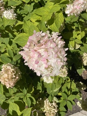Hydrangea