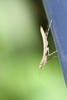 Terry Marice's Treerunner Mantis - Photo (c) nolmat, some rights reserved (CC BY-NC), uploaded by nolmat