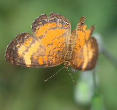 Mazia amazonica