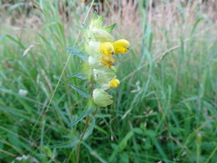 Rhinanthus serotinus