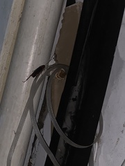 Periplaneta americana