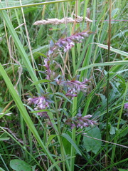 Odontites vulgaris