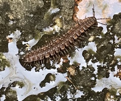 Polydesmus complanatus