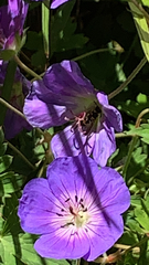 Geranium pratense
