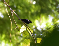 Loriotus luctuosus