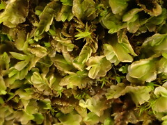 Chiloscyphus pallescens