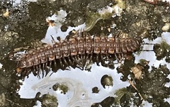 Polydesmus complanatus