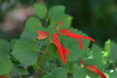 Salvia regla