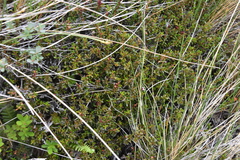 Kalmia procumbens