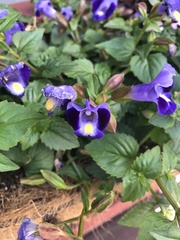 Torenia fournieri