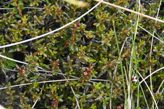 Kalmia procumbens