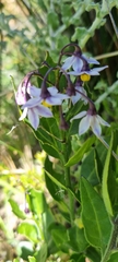 Solanum africanum