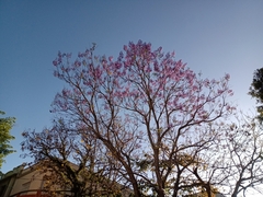Jacaranda mimosifolia
