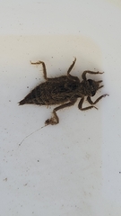 Gomphidae