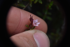Kalmia procumbens