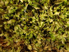 Chiloscyphus pallescens