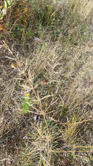 Agrostis perennans
