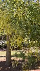 Styphnolobium japonicum