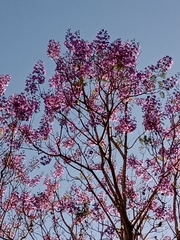 Jacaranda mimosifolia