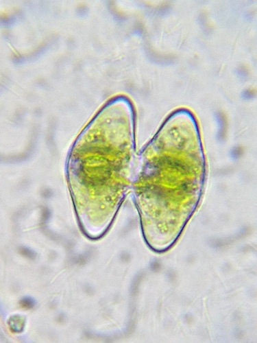 Staurodesmus pachyrhynchus
