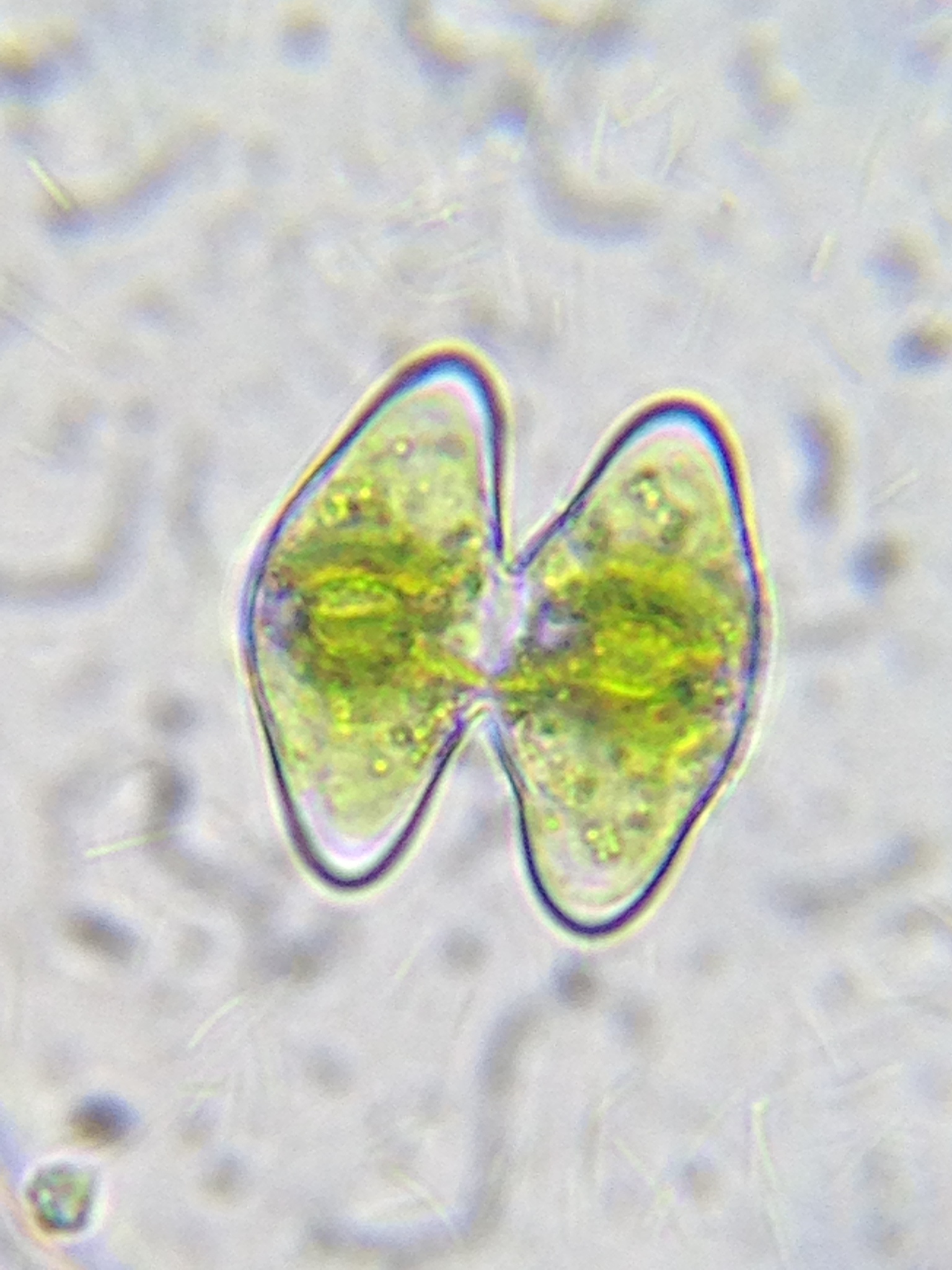 Staurodesmus pachyrhynchus