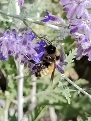 Bombus fervidus