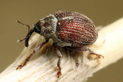 Coeliodes rubicundus