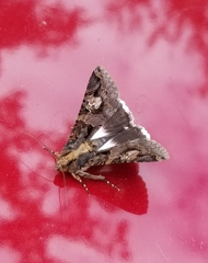 Melipotis famelica