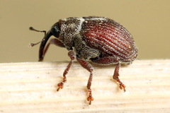 Coeliodes rubicundus