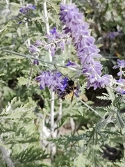 Bombus fervidus