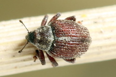 Coeliodes rubicundus