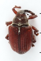 Coeliodes rubicundus