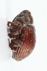 Coeliodes rubicundus