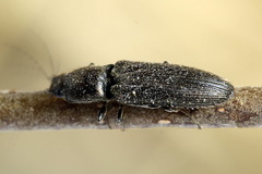 Limonius poneli