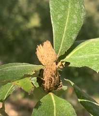 Andricus quercusfoliatus