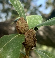 Andricus quercusfoliatus
