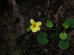 Viola