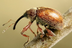 Anthonomus pinivorax