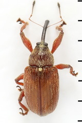 Anthonomus pinivorax