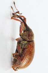 Anthonomus pinivorax