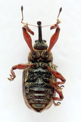 Anthonomus pinivorax