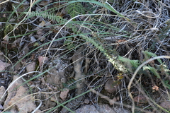 Gerrhonotus infernalis
