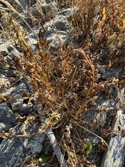 Amaranthus albus