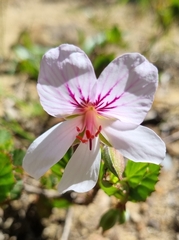 Pelargonium betulinum