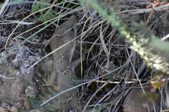 Gerrhonotus infernalis