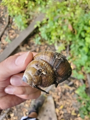 Cipangopaludina chinensis