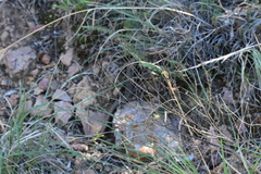 Gerrhonotus infernalis