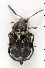 Bruchus atomarius