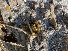 Polycauliona candelaria