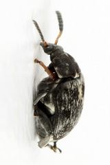 Bruchus atomarius